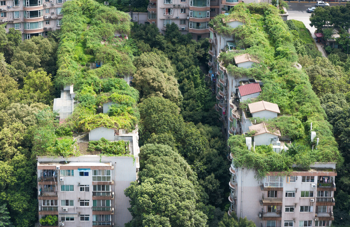 Beyond the Concrete Jungle: Using Roof Plant Platforms to Their Full Potential